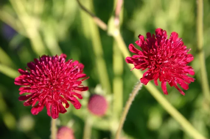 Knautia macedonica (Witwenblume)