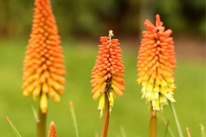 Kniphofia ‚First Sunrise‘ (Fackellilie)