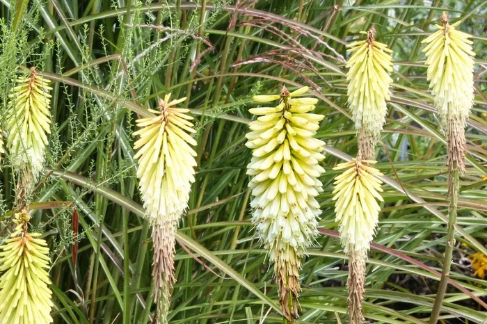 Kniphofia ‚Little Maid‘ (Fackellilie)