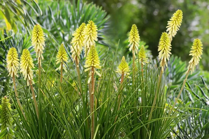 Kniphofia ‚Poco Citron‘ (Fackellilie)