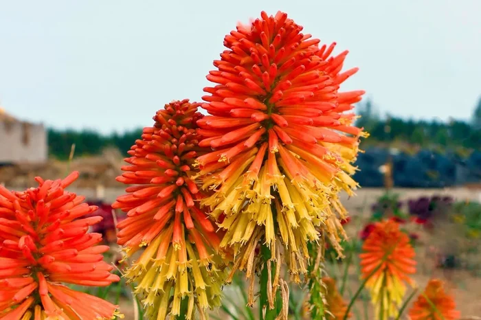 Kniphofia ‚Poco ® Daybreak‘ (Fackellilie)
