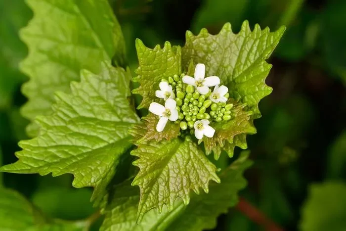 Knoblauchsrauke (Alliaria petiolata)