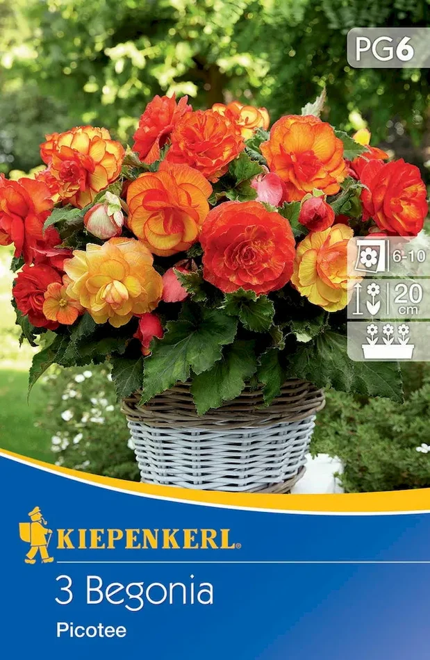 Knollenbegonie Picotee