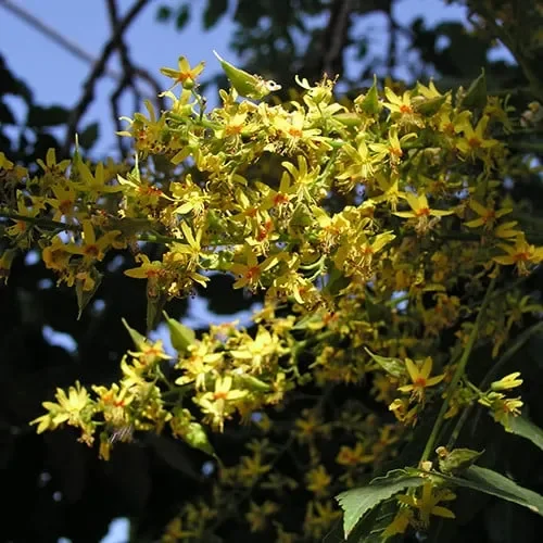 Koelreuteria Paniculata