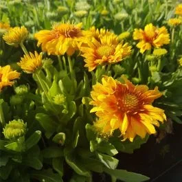 Kokardenblume (Gaillardia aristata) Arizona Apricot