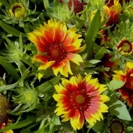 Kokardenblume (Gaillardia aristata ) Kobold