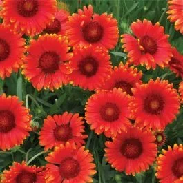 Kokardenblume (Gaillardia aristata) Mesa™ Red