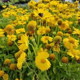 Kokardenblume (Gaillardia aristata) MESA Yellow