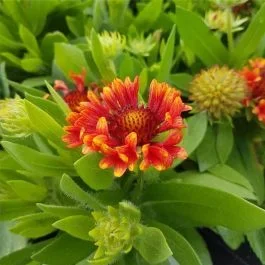 Kokardenblume (Gaillardia x grandiflora) Fanfare®