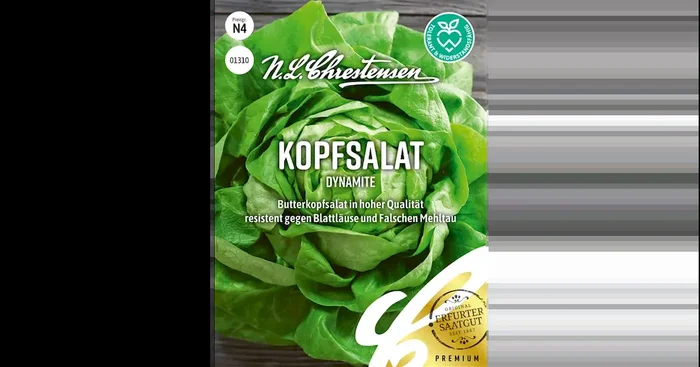 Kopfsalat Dynamite
