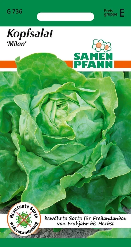 Kopfsalat Milan [MHD 01/2025]