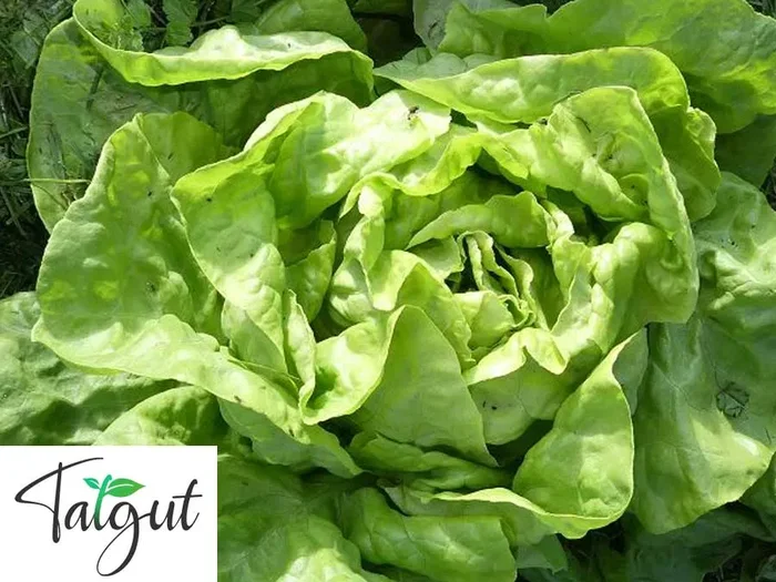 Kopfsalat Neckarriesen. Einzeltüte mit samenfesten Salatsamen