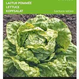 Kopfsalat Schwarz Deutscher