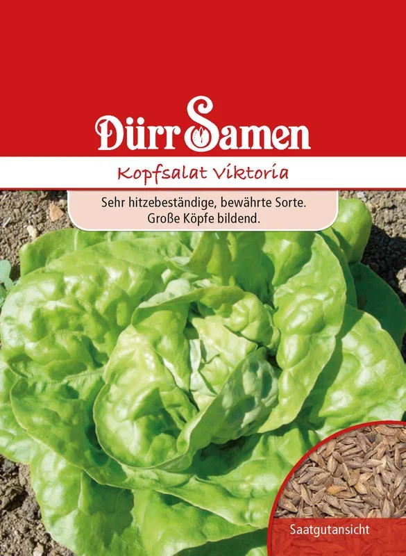 Kopfsalat Viktoria
