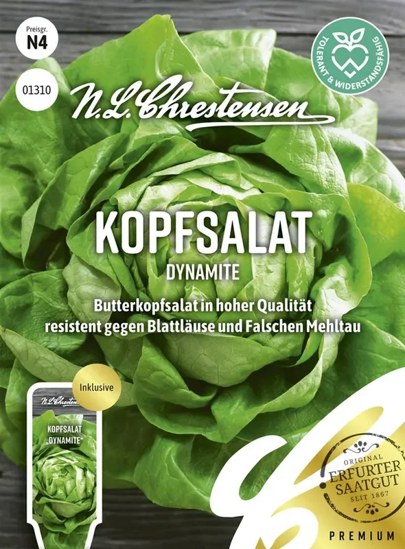 Kopfsalatsamen ‚Dynamite‘
