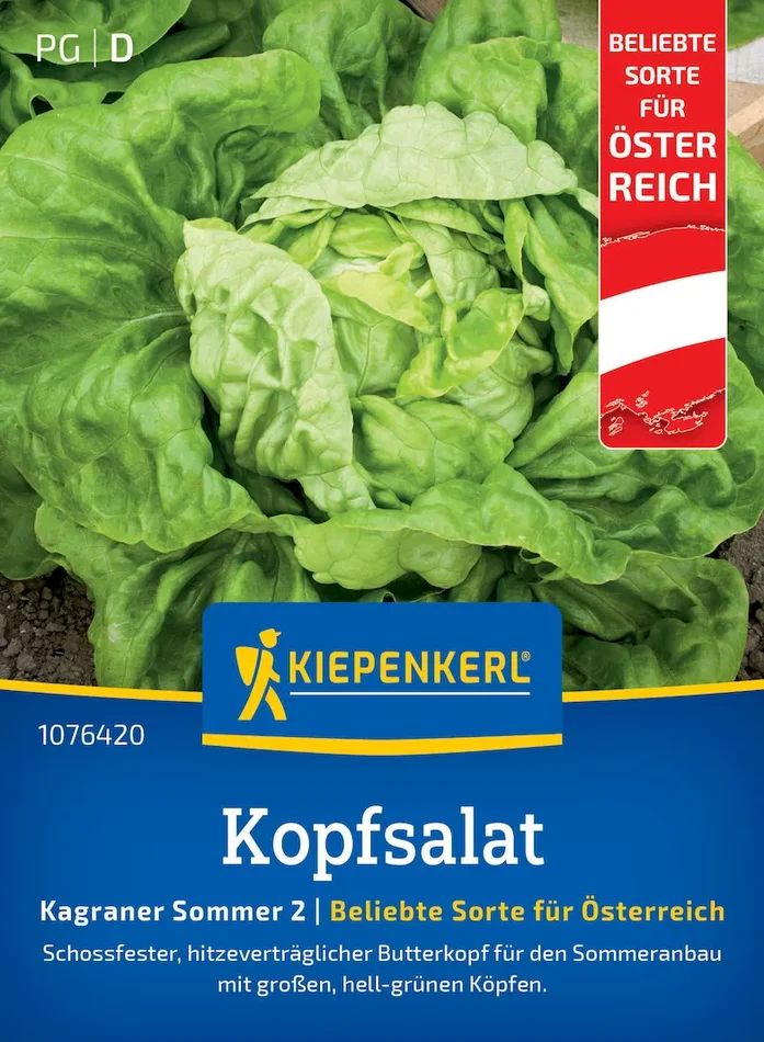 Kopfsalatsamen Kagraner Sommer 2