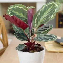 Korbmarante Calathea Medallion