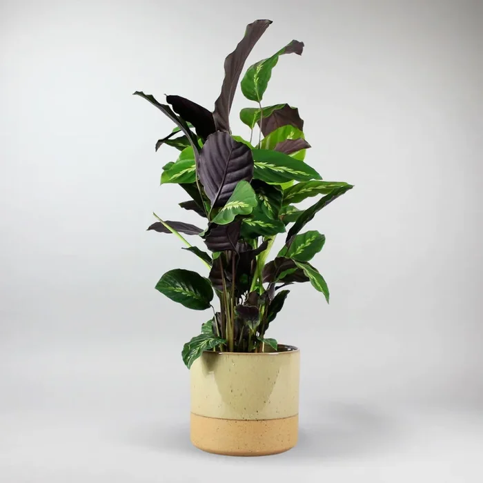 Korbmarante mit Übertopf | Calathea ‚Maui Queen‘
