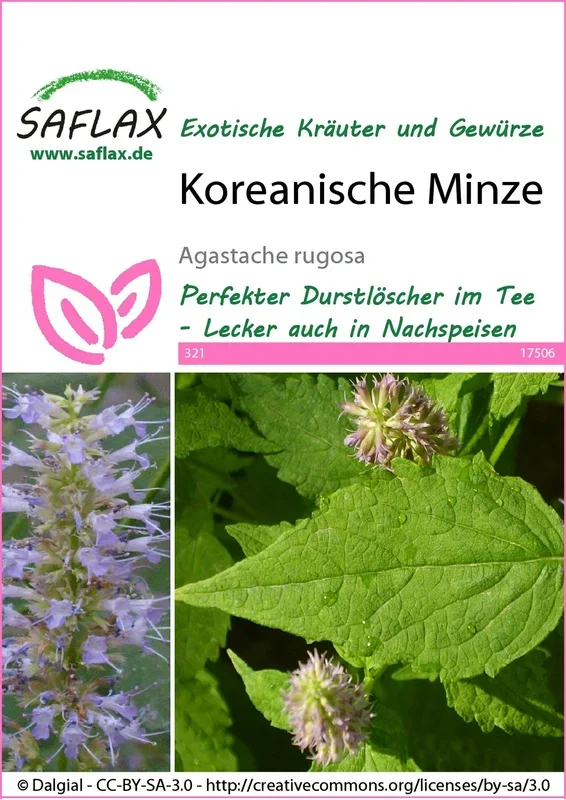 Koreanische Minze