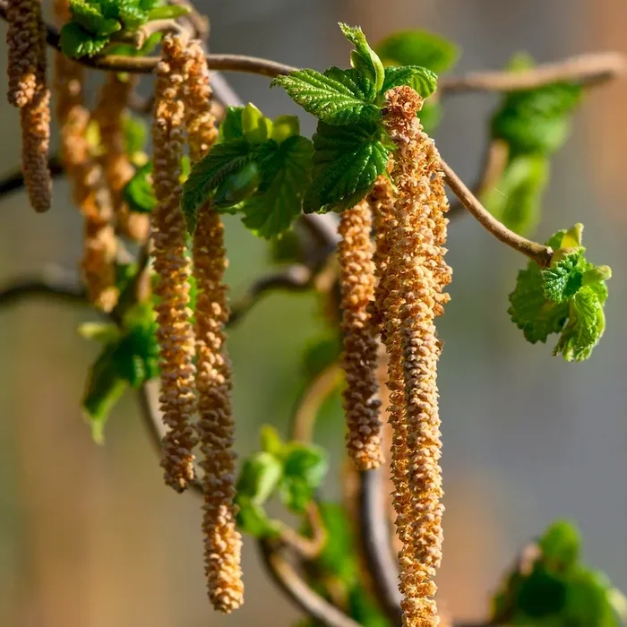 Korkenzieherhasel – Corylus avellana Contorta