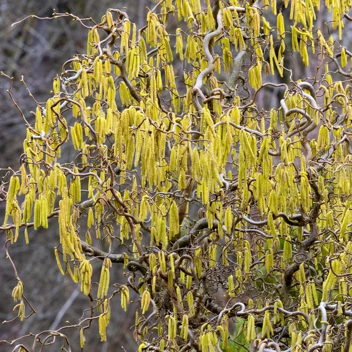Korkenzieherhasel ‚Contorta‘