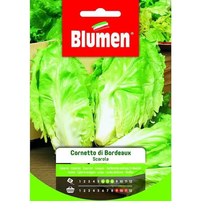 Kornett von Bordeaux-Endiviensamen in Tüte