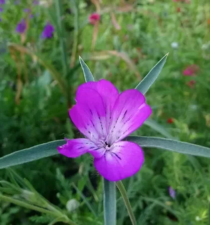 Kornrade (Agrostemma githago)