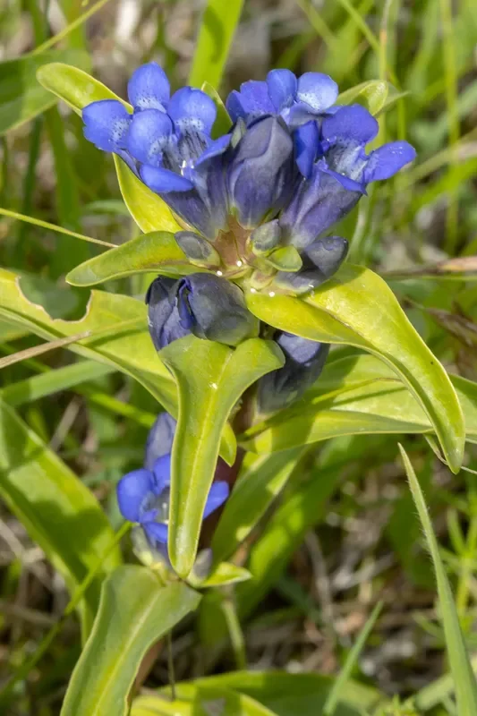 Kreuz-Enzian (Gentiana cruciata) „Bio“