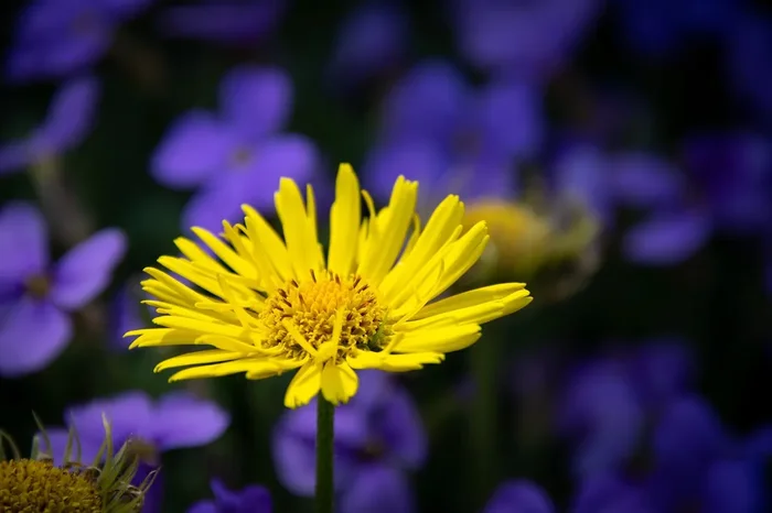 Kriechende Gämswurz (Doronicum pardalianches) „Bio“