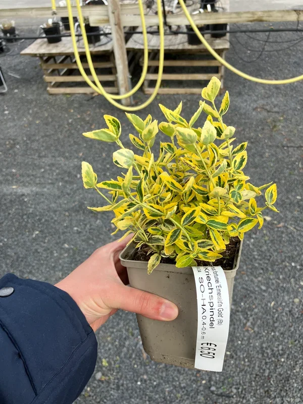 Kriechspindel ‚Emerald’n Gold‘