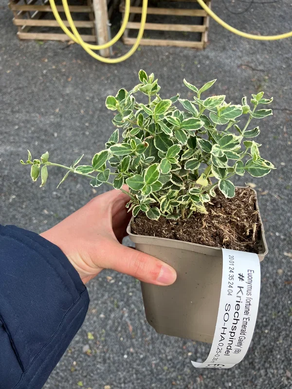 Kriechspindel ‚Emerald Gaiety‘