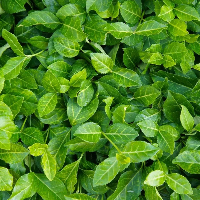 Kriechspindel Coloratus