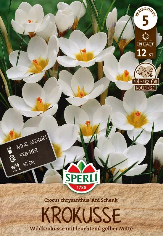 Krokus Ard Schenk (12 Stück)