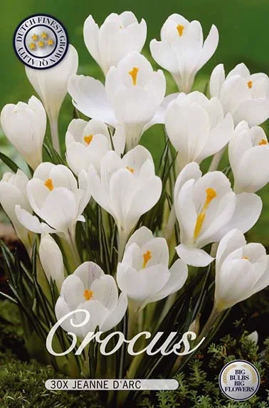 Krokus Jeanne D’arc (30 Stück)