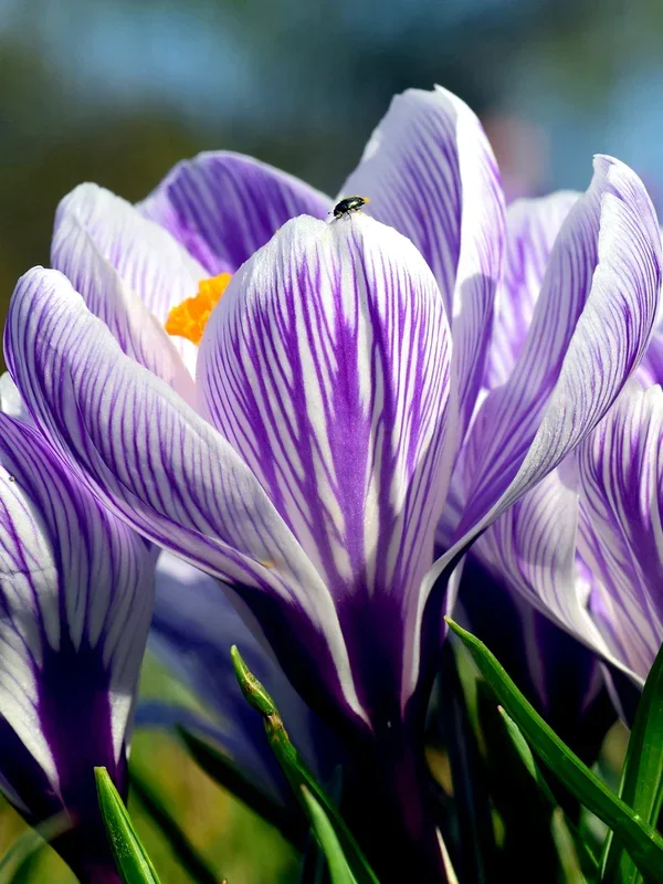 Krokus Pickwick