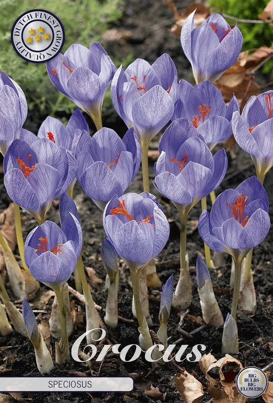 Krokus Speciosus (15 Stück)