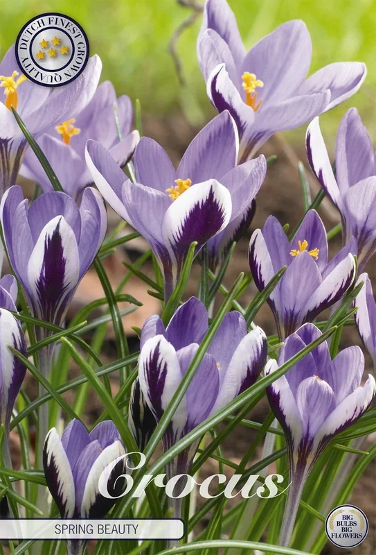 Krokus Spring Beauty (10 Stück)