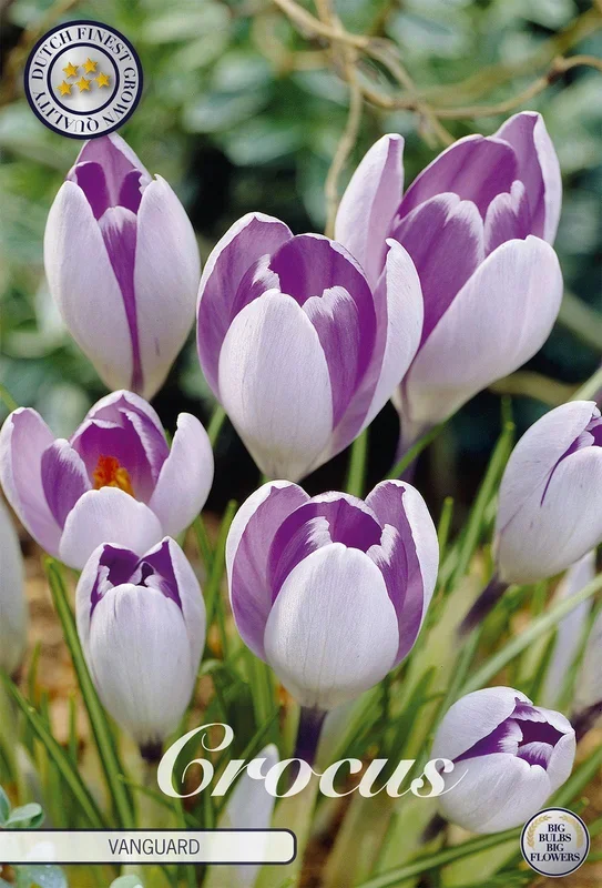Krokus Vanguard (10 Stück)