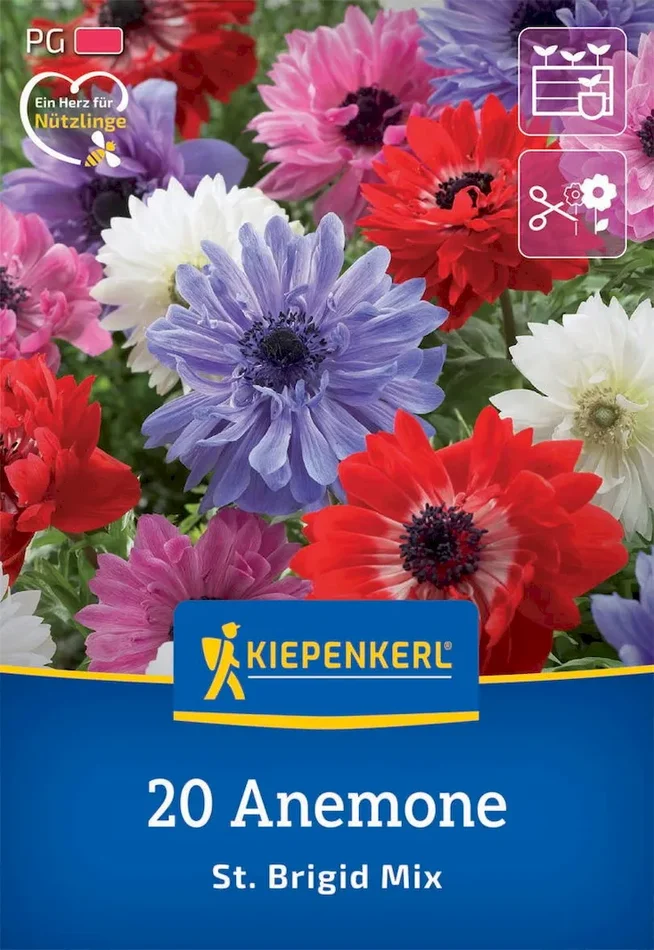 Kronen-Anemonen St. Brigid Mischung