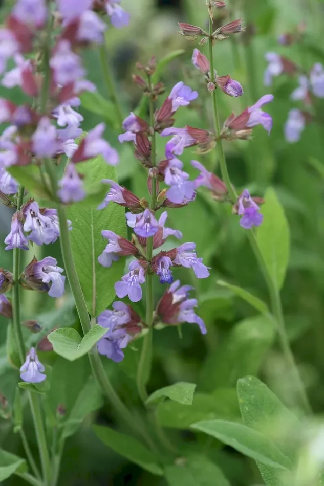 Küchensalbei, Gartensalbei (Bio-Saatgut), Salvia officinalis