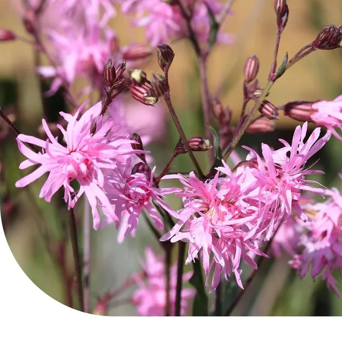Kuckucks-Lichtnelke – Silene flos-cuculi | MRS Seeds