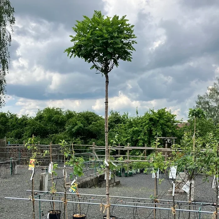 Kugel-Robinie ‚Umbraculifera‘