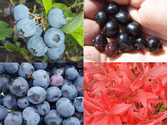 Kulturheidelbeeren – 4er Set