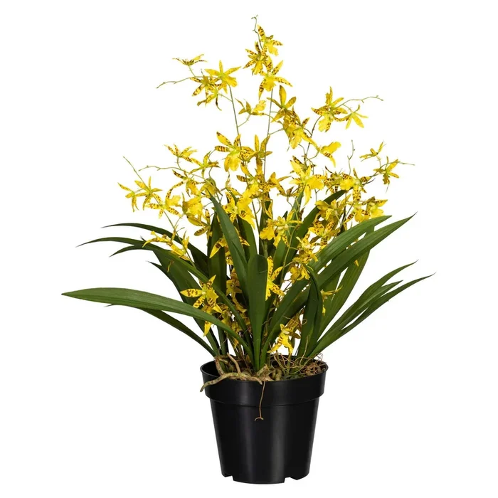 Künstliche Orchidee ‚Dancing Queen‘, gelb, Höhe ca. 60 cm