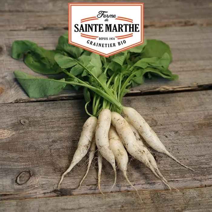 La ferme Sainte Marthe – 1.000 Samen Radieschen Chandelle de Glace