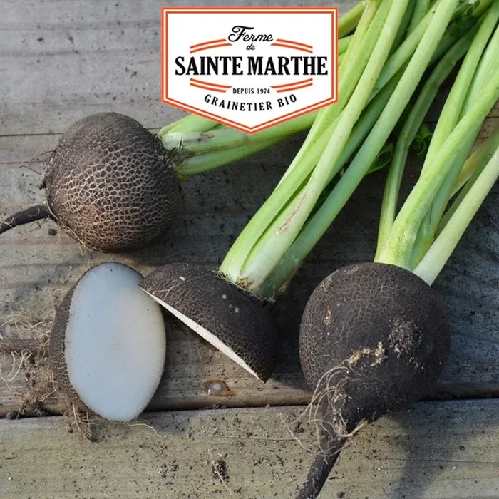La ferme Sainte Marthe – 1.000 Samen Rettich Schwarzes Radieschen Grosse Runde Winter
