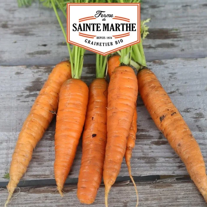 La ferme Sainte Marthe – 1.500 Samen Colmarer Karotte mit rotem Herz 2