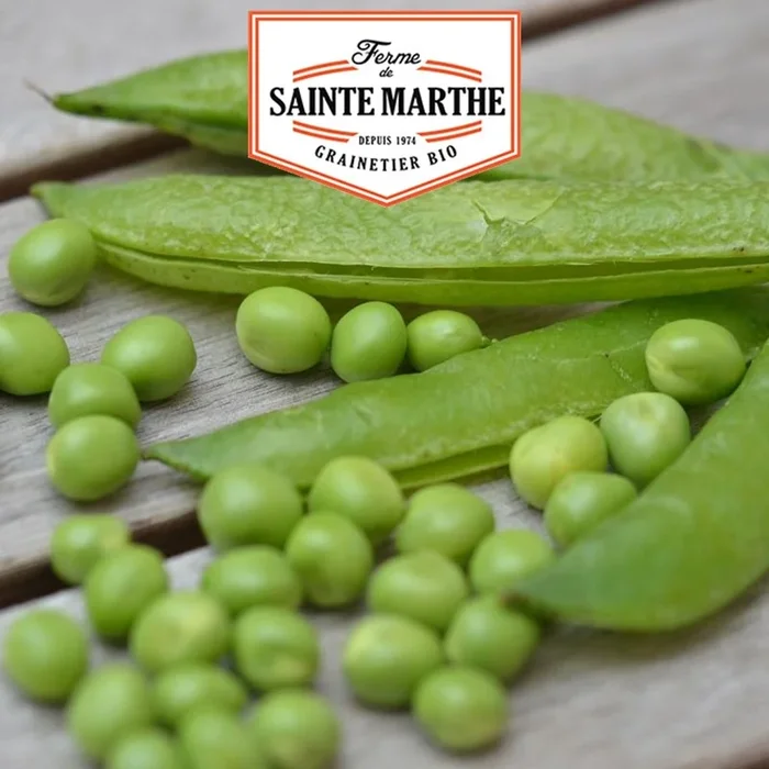 La ferme Sainte Marthe – 10 Gramm Kelvedon Merveille de Kelvedon Zwergerbsen mit Korn Ride zum Schälen
