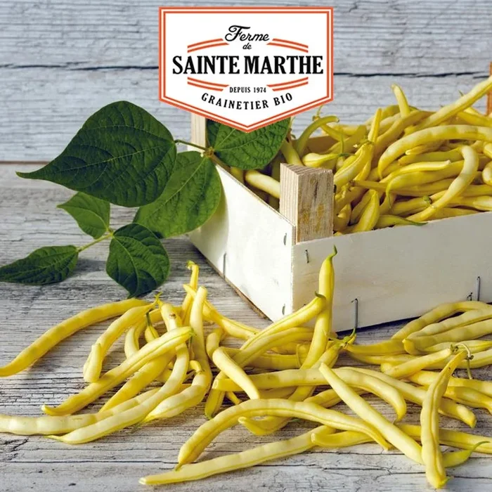 La ferme Sainte Marthe – 10 Gramm Stangenbohnen Neckargold Mangetout