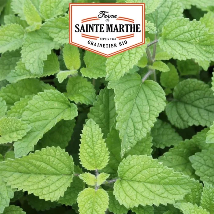La ferme Sainte Marthe – 100 Samen Melisse Orange